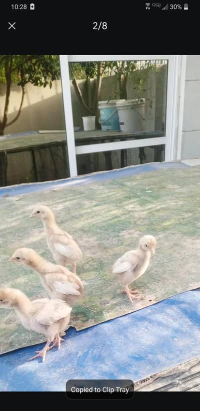 turkish hint white chiks pair