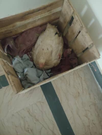 kurak burmi or ganoi dragon or turkish hint white chiks