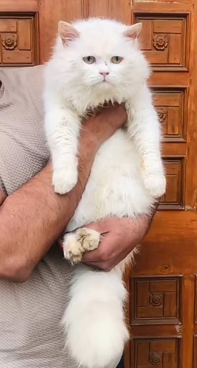 Pure White Persian Cat for Sale Healthy & Fluffy