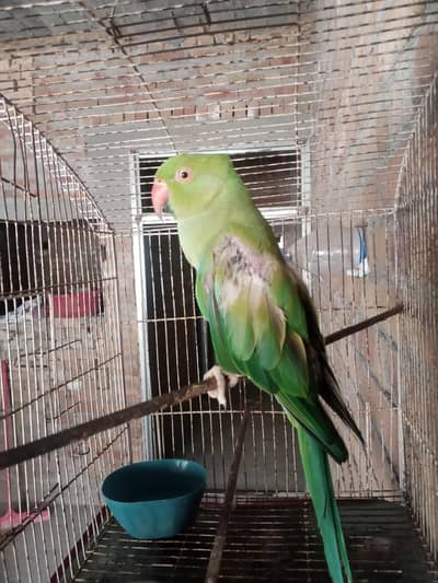 Green Ringneck Parrot