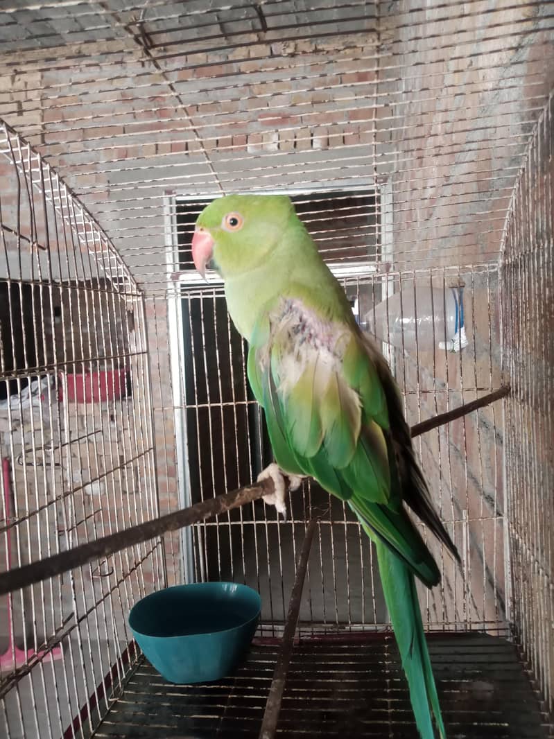 Green Ringneck Parrot 0