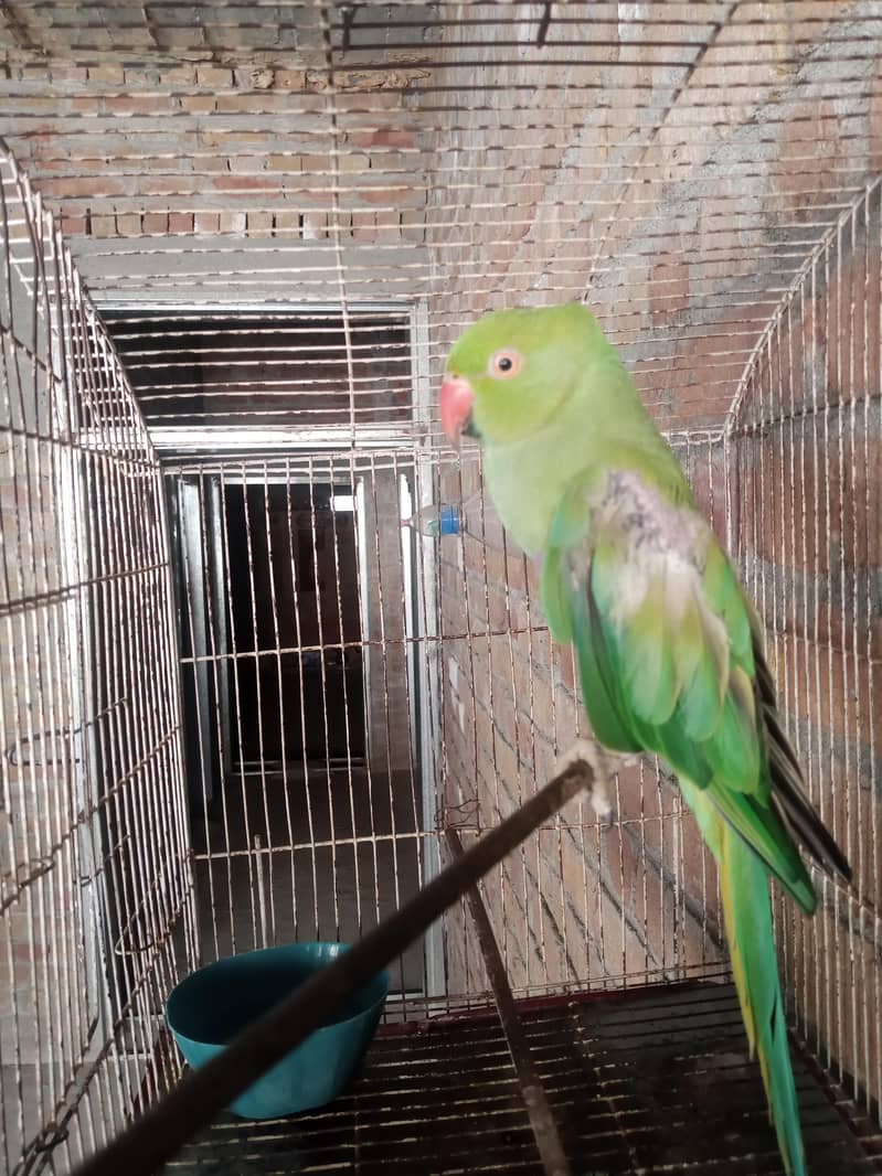 Green Ringneck Parrot 1