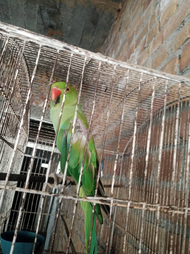 Green Ringneck Parrot 2