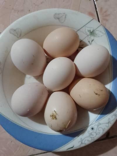 Aseel Fertile eggs