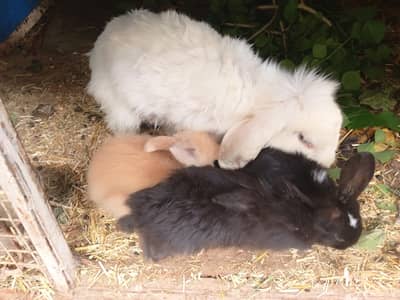 loop English angora mix breed bunnies