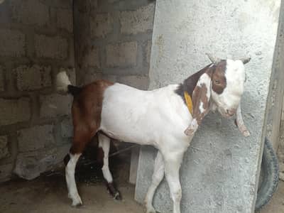 for sale
