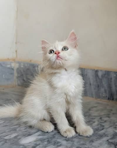 White Persian kittens for sale