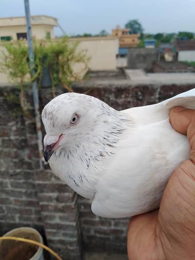 pigeons sell pair