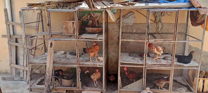 Adeel hens male female for sale