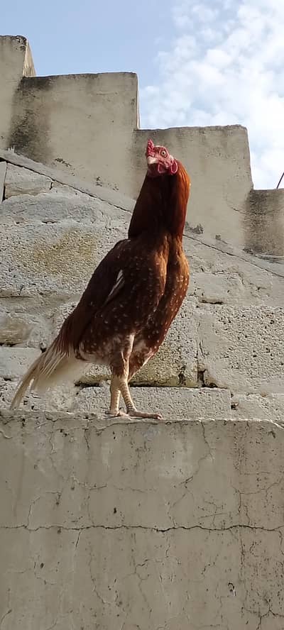 Murgha For sale