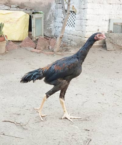 Black Shamo