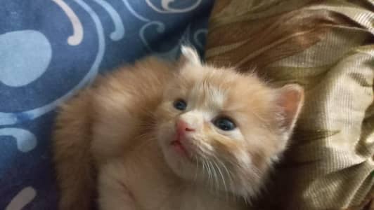 persian mix bread kittens ready to adopt