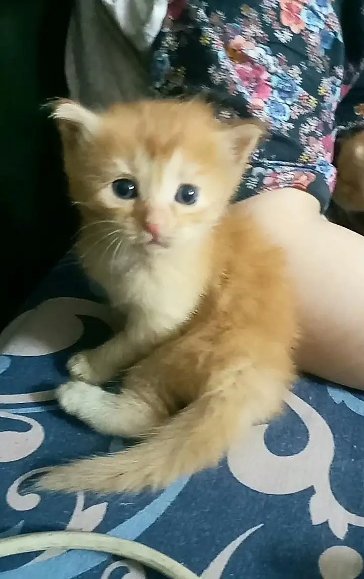 persian mix bread kittens ready to adopt — photo 2