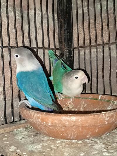 Beautiful pair available