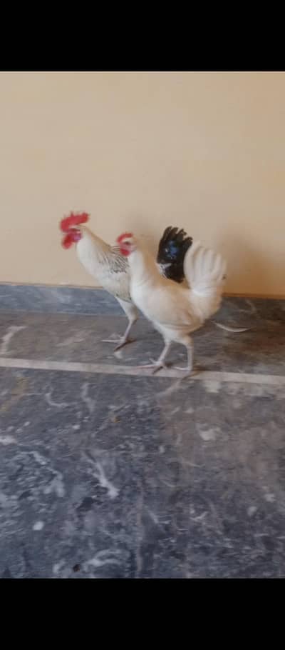 healthy golden misri hens pair 03176685273