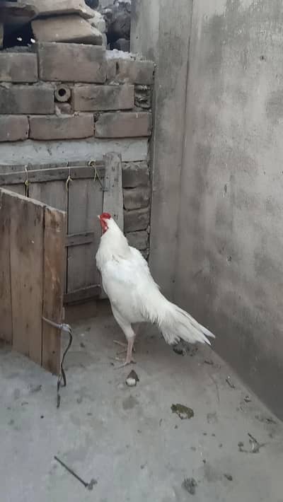 White heera aseel pair