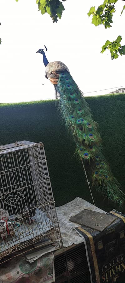 Peacock breeder 2 female 1 male