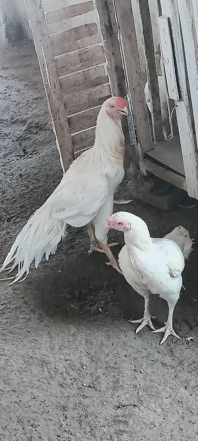 parrot beak
