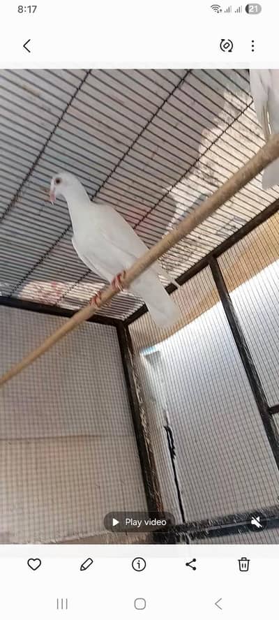 White qasid Male for sale