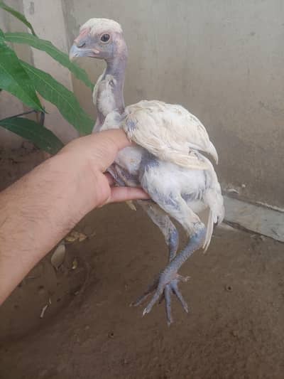 kurak white burmi or ganoi white dragon or turkish hint white chiks