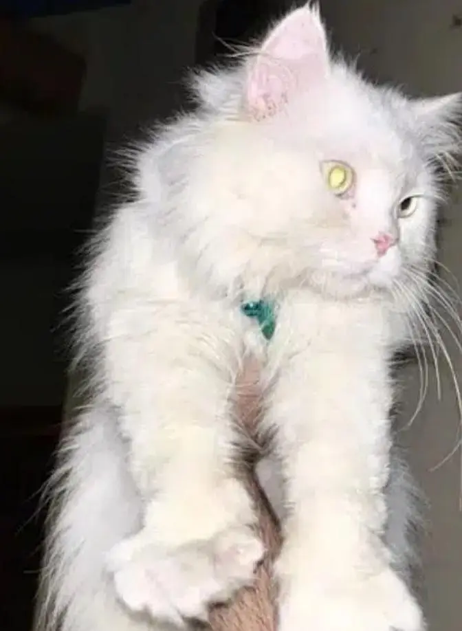 Male cat
