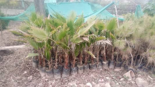 Plants for Sale