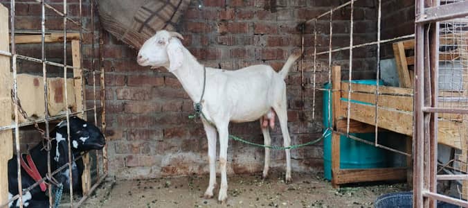 Milk wali desi Bakri اور Betal Bakri