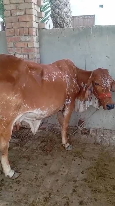 گائے برائے فروخت
