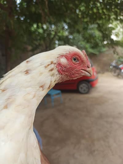 Cheeni Madhi Parrot beak cras