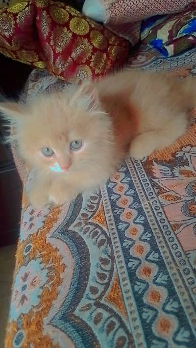 Persian Kittens sale cats