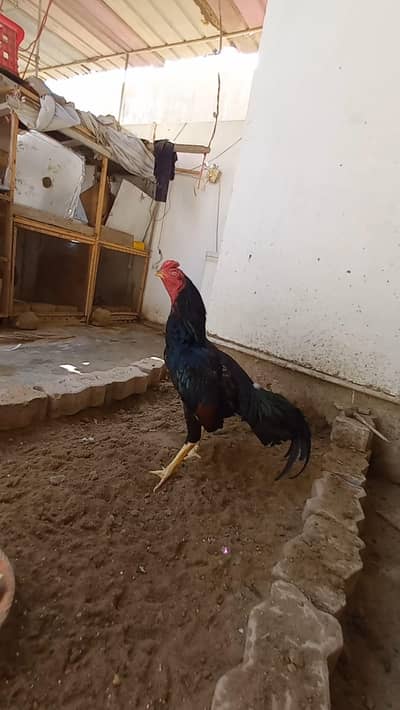 aseel lasani home breed. . . . .