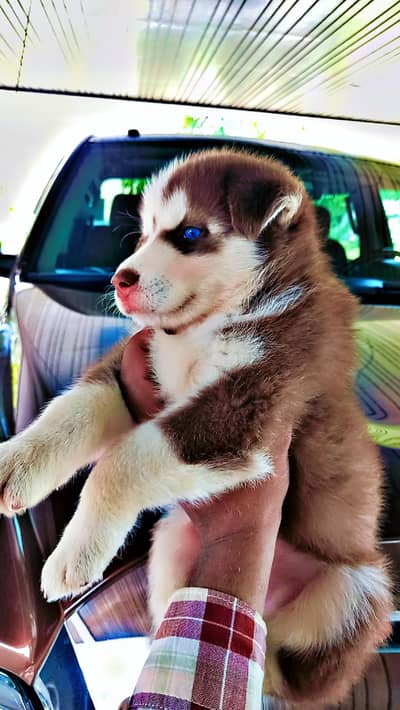  Loyal & Healthy Dog For Sale
