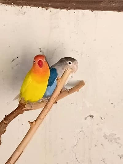 Love bird pair for sale exchange possible with coctail