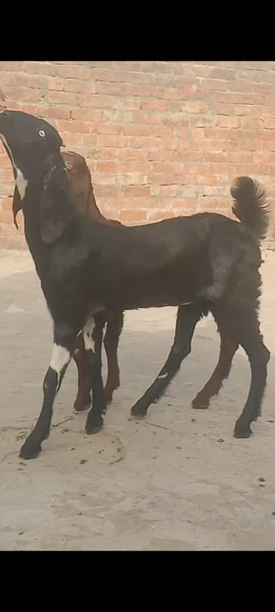 2 female 03075547527