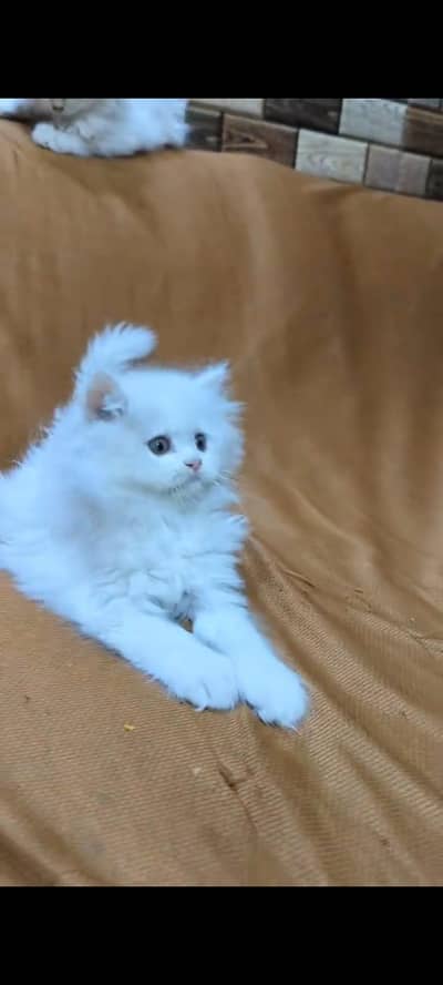 pure Persian cats vaccinated triple coated/WhatsApp 03254583038