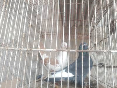 03302042493 is per contract karo