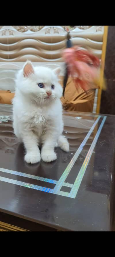 pure Persian cats vaccinated triple coated/WhatsApp 03254583038