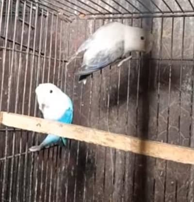 love bird oppline