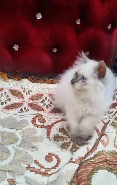 pure Persian cats vaccinated triple coated/WhatsApp 03254583038