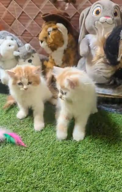 pure Persian cats vaccinated triple coated/WhatsApp 03254583038