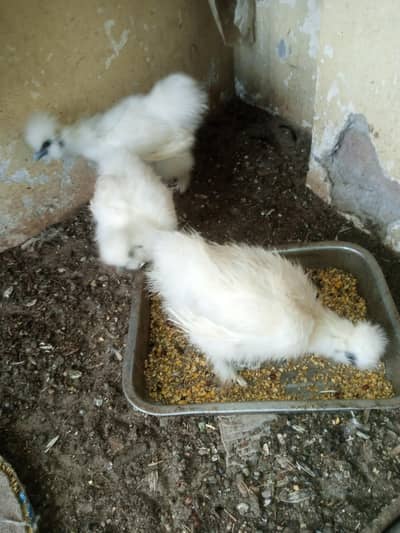 White silky and black Bahama chicks available for sale
