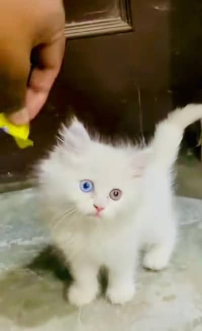 pure Persian cats vaccinated triple coated/WhatsApp 03254583038