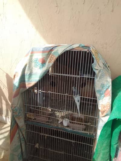 parrots for sale with cage