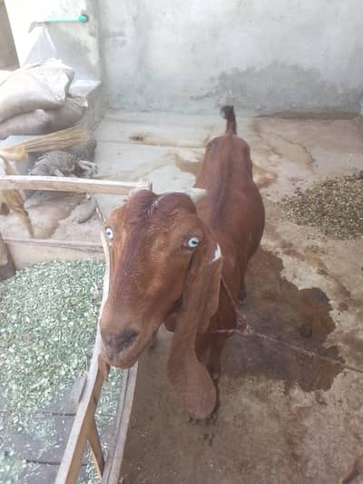 goat for sale