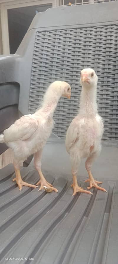 White King Shamo Chicks
