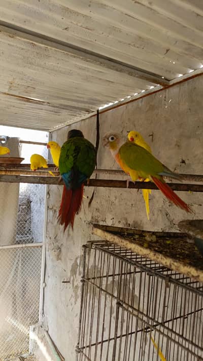 green chick male and pine apple female