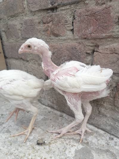 Heera pair