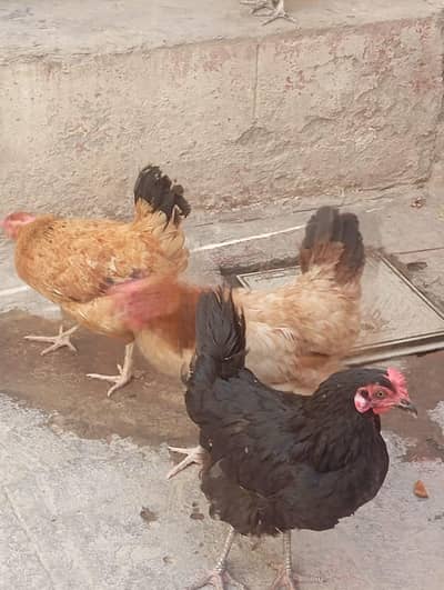 Hens for sale eggs laying strong healty and active