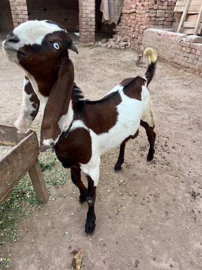 Urgent Sale Jora