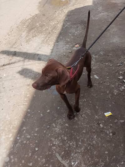 pointer dog